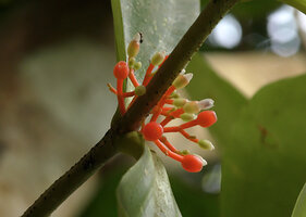 Medinilla macrophylla, inflorescences, Danum Valley, Sabah, Borneo