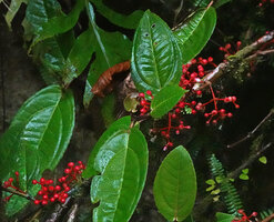 Medinilla macrophylla, mature red berries on cauliflorous branched infructescences, 1000 m asl, Manusela NP, Seram, Moluccas