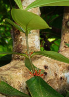 Medinilla macrophylla, successive axillary inflorescences, Danum Valley, Sabah, Borneo