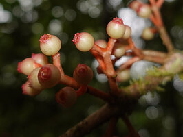 Medinilla macrophylla, whitish maturing berries, 1000 m asl, Manusela NP, Seram, Moluccas