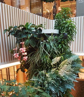 Medinilla magnifica flowering at the top of a Green Column, Robinsons, Dubai