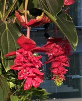 Medinilla magnifica, DWS Gaston Rebuffat, Paris