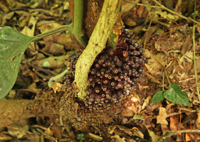 Myrianthemum (syn. Medinilla) mirabile, basal cauliflorous infructescence, Matomb, Yaounde, Cameroon