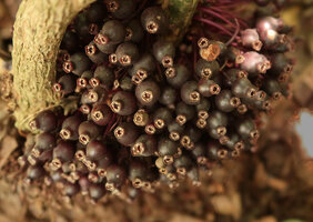 Myrianthemum (syn. Medinilla) mirabile, basal cauliflorous infructescence with mature dark prurple berries, Matomb, Yaounde, Cameroon