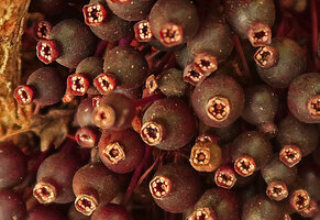 Myrianthemum (syn. Medinilla) mirabile, mature berries with  cup shaped persistent calyx, Matomb, Yaounde, Cameroon