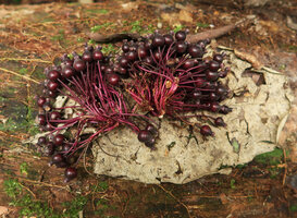 Myrianthemum (syn. Medinilla) mirabile, parts of infructescence, Matomb, Yaounde, Cameroon