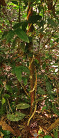 Myrianthemum (syn. Medinilla) mirabile, stem winding up a tree trunk with basal cauliflorous infructescence, Matomb, Yaounde, Cameroon