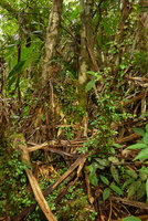 Medinilla ovalifolia as a small leaved creeper on dead leaves and mossy tree trunks, Waisali, Vanua Levu, Fiji