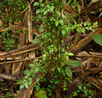 Medinilla ovalifolia, a small climbing epiphyte with almost isophyllous leaves, Waisali, Vanua Levu, Fiji