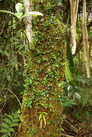 Medinilla ovalifolia climbing along a mossy tree trunk, Waisali, Vanua Levu, Fiji