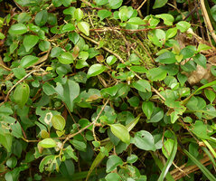 Medinilla ovalifolia, much branched climbing stems and emucronate leaf apex, Waisali, Vanua Levu, Fiji