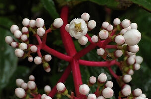 Medinilla plumosa, flowers, Rondon ridge, 2000 m asl, Mount Hagen, Papua New Guinea