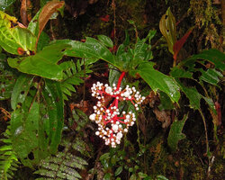 Medinilla plumosa, hanging down inflorescence, Rondon ridge, 2000 m asl, Mount Hagen, Papua New Guinea