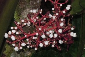 Medinilla plumosa, red inflorescence axis and white petals, Rondon ridge, 2000 m asl, Mount Hagen, Papua New Guinea
