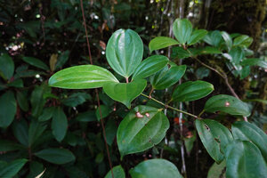 Medinilla quadrifolia, 500 m asl, Manusela NP, Seram, Moluccas