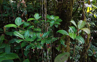 Medinilla quadrifolia climbing along a mossy tree trunk, 500 m asl, Manusela NP, Seram, Moluccas