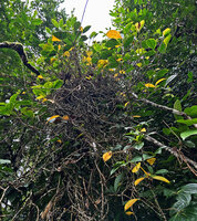 Medinilla quadrifolia, entangled much branched stems at forest edge, Mt Bandilaan NP, Siquijor, Philippines