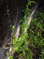 Medinilla radicans climbing along a vertical rock with adventitious nodal roots, Fraser&#039;s Hill, Malaysia