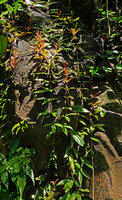 Medinilla radicans climbing vertically along wet rock with adventitious roots, Dambri Waterfall, Bao Loc, Vietnam