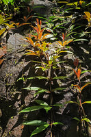 Medinilla radicans climbing vertically along wet rock with adventitious roots, leaves mostly verticillate by four, Dambri Waterfall, Bao Loc, Vietnam