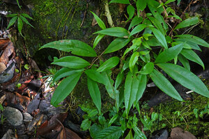 Medinilla radicans creeping on a mossy rock, Soya, 700 m asl, Ambon, Moluccas