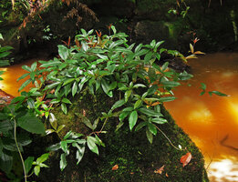 Medinilla radicans having climbed with adventitious roots to the top of a mossy rock, Fraser&#039;s Hill, Malaysia