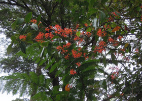 Medinilla scortechinii, cauliflorous flowering, Fraser&#039;s Hill, Malaysia