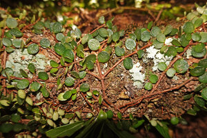 Medinilla sedifolia creeping on tree trunk and exhibiting swollen nodes, a growth habit similar to M. beddomei from South India, Anamalazaotra NP, Madagascar