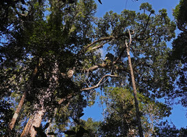Medinilla sedifolia, Orchids, Ferns, Rhipsalis, Phlegmariurus and other epiphytes on the oblique main branches of a tree reaching about 40 m in height, Anamalazaotra NP, Madagascar