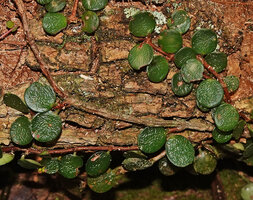 Medinilla sedifolia with crumpled somewhat dehydrated leaves dur to the dry season, Anamalazaotra NP, Madagascar