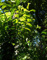 Medinilla sp. 1, isophyllous plagiotropic stems, hanging inflorescences with white bracts, Halisi, Vangunu, Solomon Islands