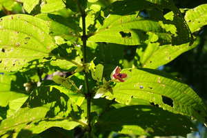 Medinilla sp. 1, isophyllous stem, bracts and flower, Halisi, Vangunu, Solomon Islands