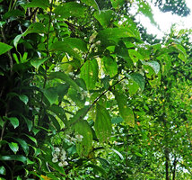 Medinilla sp. 1, mostly isophyllous plagiotropic stems, hanging inflorescences with white bracts, Halisi, Vangunu, Solomon Islands