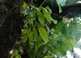 Medinilla sp. 3, plagiotropic anisophyllous stems, the big leafwith red veins, Halisi, Vangunu, Solomon Islands