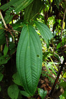 Medinilla sp. 3, the big leaf of an anisophyllous pair, Halisi, Vangunu, Solomon Islands