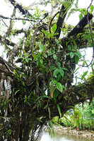 Medinilla cauliflora, epiphytic on sea shore tree, Halisi, Vangunu, Solomon Islands