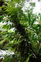 Medinilla mortonii, the green leaved form as an epiphyte overhanging the river, Imbu Rano, Kolombangara, Solomon Islands