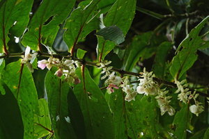Medinilla mortonii, the green leaved form, hanging inflorescences with small greenish bracts axilling single flowered secondary axes with two white bracts and a terminal flower, Imbu Rano, Kolombangara, Solomon Islands