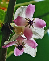 Medinilla mortonii, the green leaved form, white bracts and two flowers with 4 pink petals, Imbu Rano, Kolombangara, Solomon Islands
