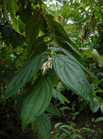 Medinilla mortonii, the green leaved form, plagiotropic anisophyllous stem and hanging inflorescence, Imbu Rano, Kolombangara, Solomon Islands
