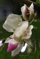 Medinilla mortonii, the green leaved form, white bracts, pink flower bud and white young maturing fruit, Imbu Rano, Kolombangara, Solomon Island