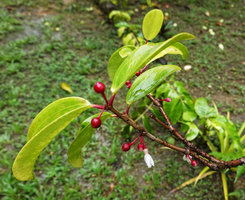 Medinilla cauliflora flower and bright red berries, Imbu Rano, Kolombangara, Solomon Islands