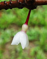 Medinilla cauliflora, flower close up, Imbu Rano, Kolombangara, Solomon Islands