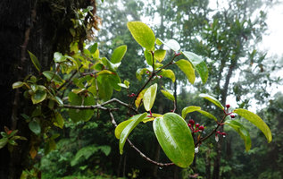 Medinilla cauliflora, Imbu Rano, Kolombangara, Solomon Islands