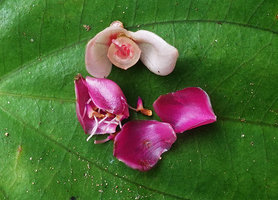 Medinilla cf. anisophylla, bracts, hypanthium, petals and stamens, Imbu Rano, Kolombangara, Solomon Islands