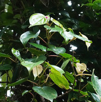 Medinilla cf. anisophylla, detached free standing flowering stem, Imbu Rano, Kolombangara, Solomon Islands
