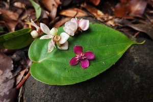 Medinilla cf. anisophylla, inflorescence with white bracts,unripe whitish berries and flower, Imbu Rano, Kolombangara, Solomon Islands