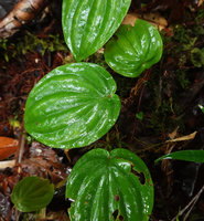 Medinilla cf. anisophylla,  leaves, Imbu Rano, Kolombangara, Solomon Islands