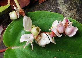 Medinilla cf. anisophylla, pinkish bracts, maturing greenish berries enclosed by calyx, Imbu Rano, Kolombangara, Solomon Islands