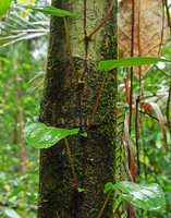Medinilla cf. anisophylla,  vertically climbing stem exhibiting strong anisophylly, Imbu Rano, Kolombangara, Solomon Islands